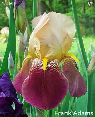 frank adams iris|frank adams iris uk.